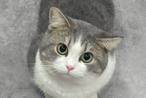 养猫必备清单：新手猫奴的购物指南。